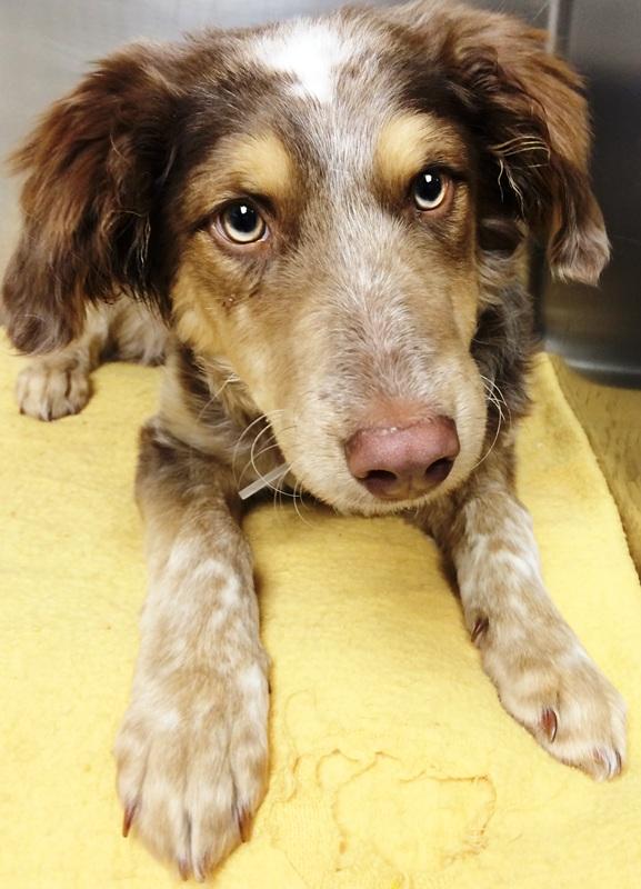 Photograph of a dog in a cage