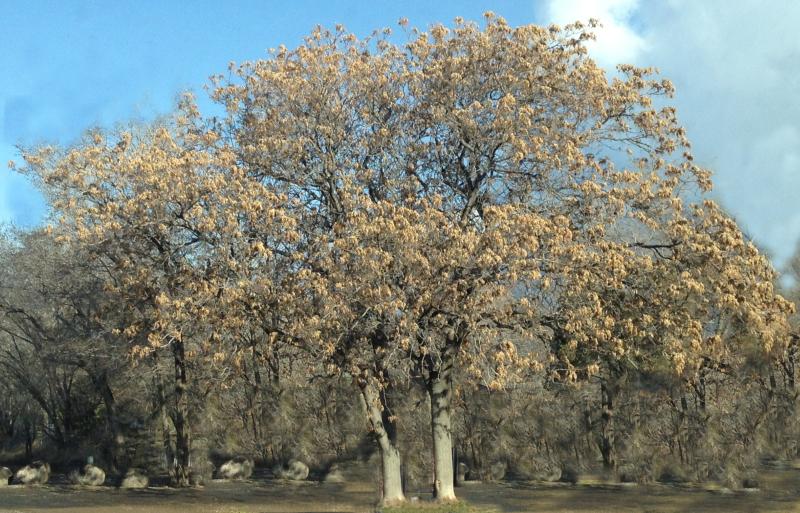 Photograph of a Tree of Heaven