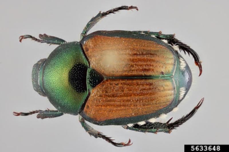 Japanese beetle.