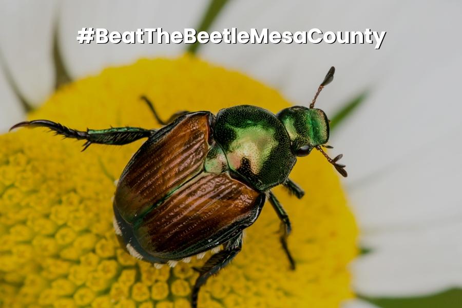 Yellow flower with green and brown metallic beetle and white text reading, "#BeatTheBeetleMesaCounty."