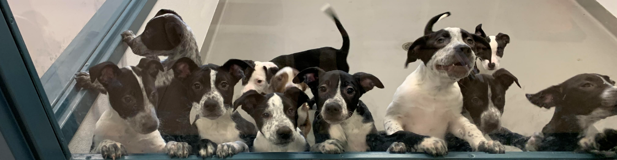 A group of black and white puppies with their noses pressed against a window.