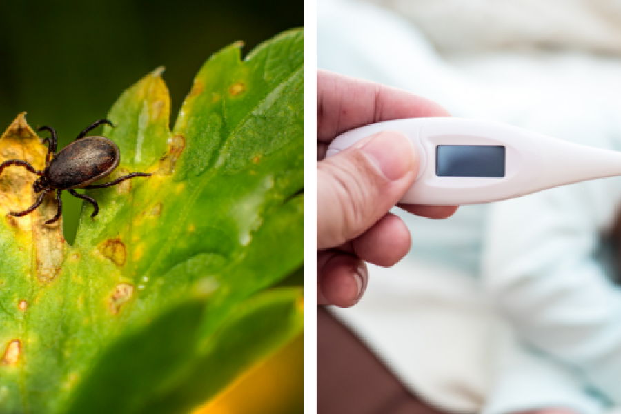 4 scenes about sickness, first a woman blowing nose, second a tick, third a thermometer being held in fingers and last mosquito larvae