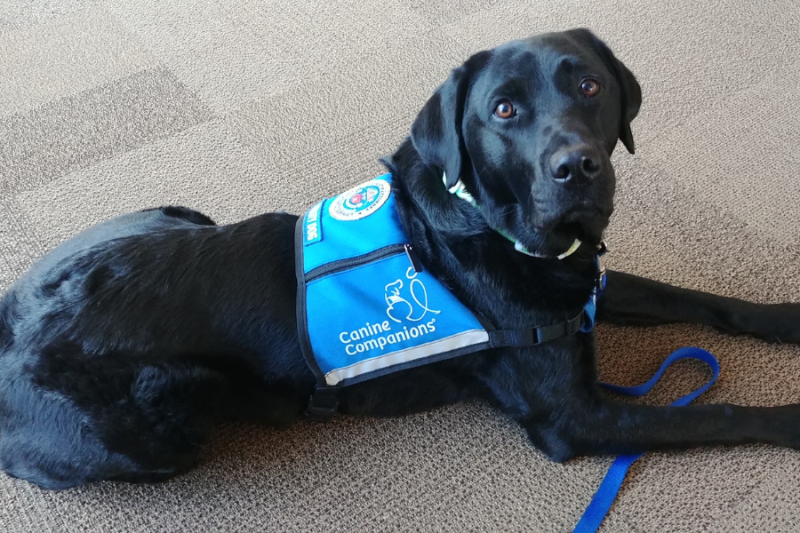 Rachael (black lab facility dog) looking at camera. 