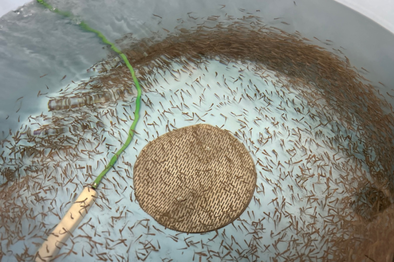 A fish hatchery tank filled with small fish swimming, with a green pipe extending into the water and a circular object at the center of the tank.