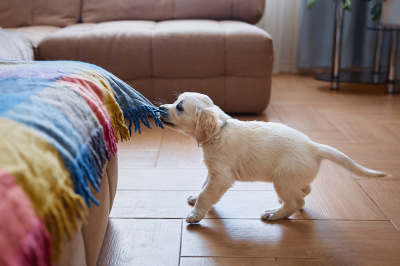 A white puppy pulling on a colorful, couch blanket. 