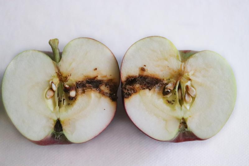 Codling moth worm damage to half of a green apple. 