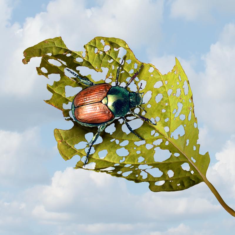 Beetle on a leaf that's been mostly eaten via holes showing.