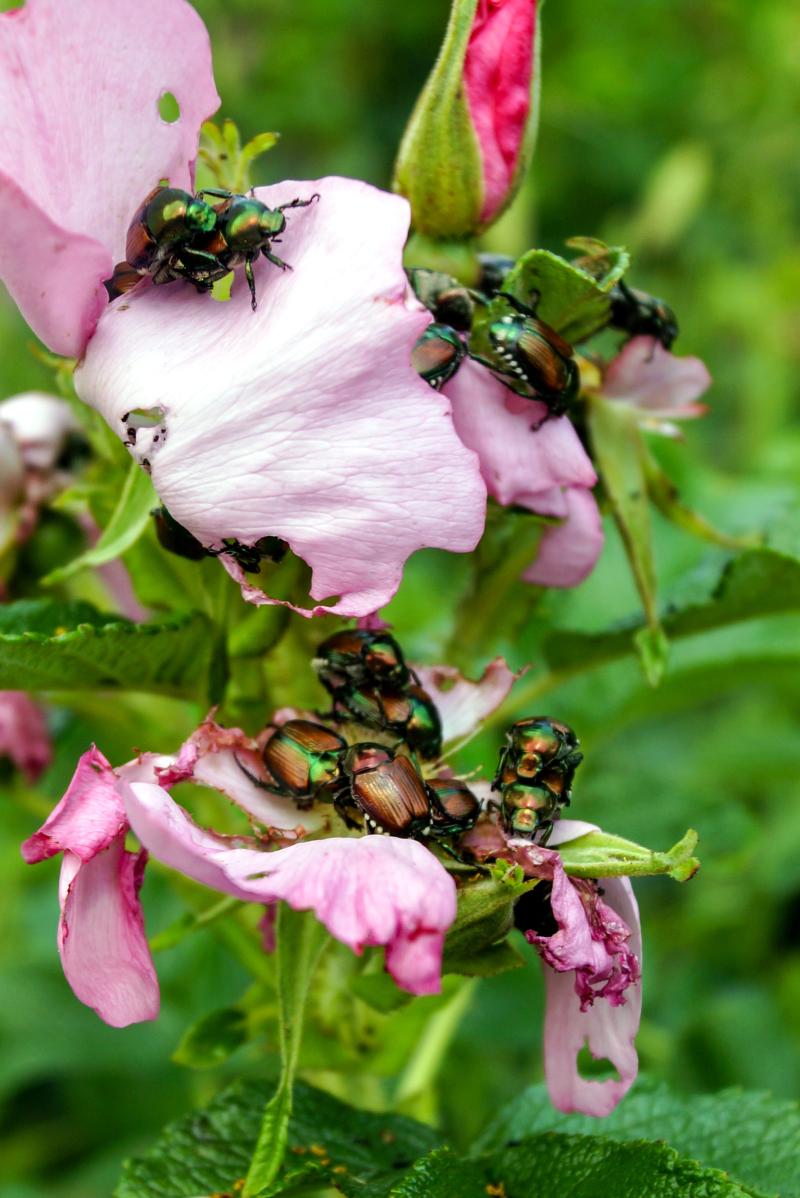 Beetles eating pink roses. 