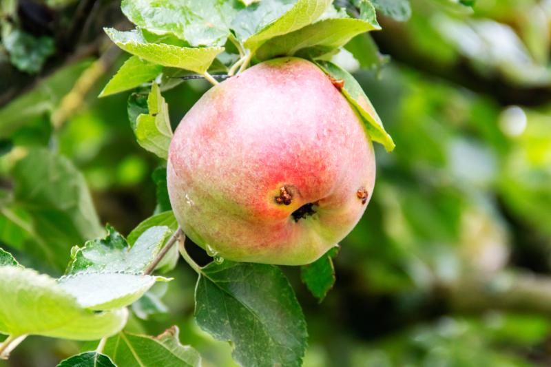 Codling moth entrance hole into red apple still attached to a tree.