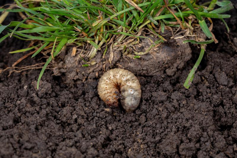 A single pale grub laying in moist dirt next to a clump of grass.