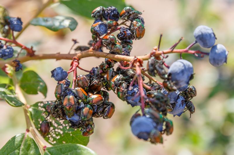 Japanese beetles feeding on blueberries. 