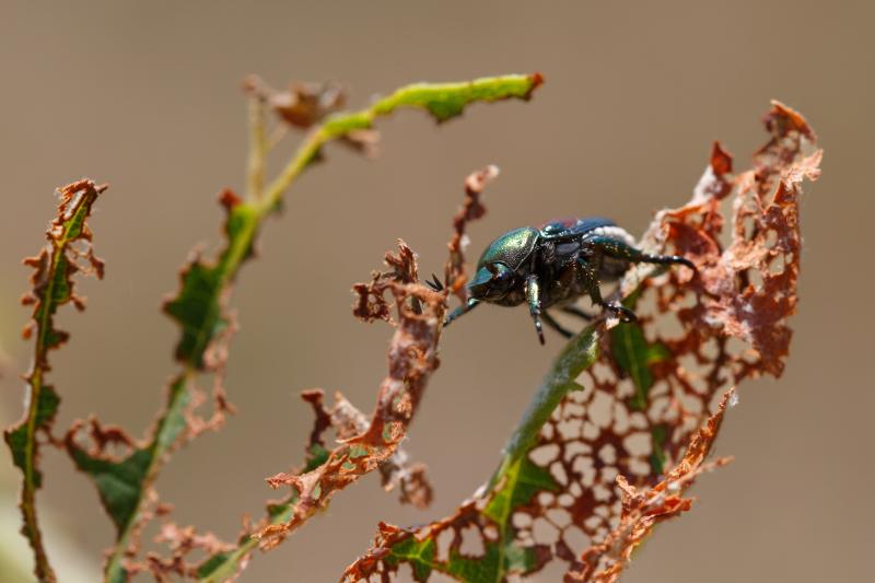 Beetle eating the remaining green leaf with only the ribs and veins left. 