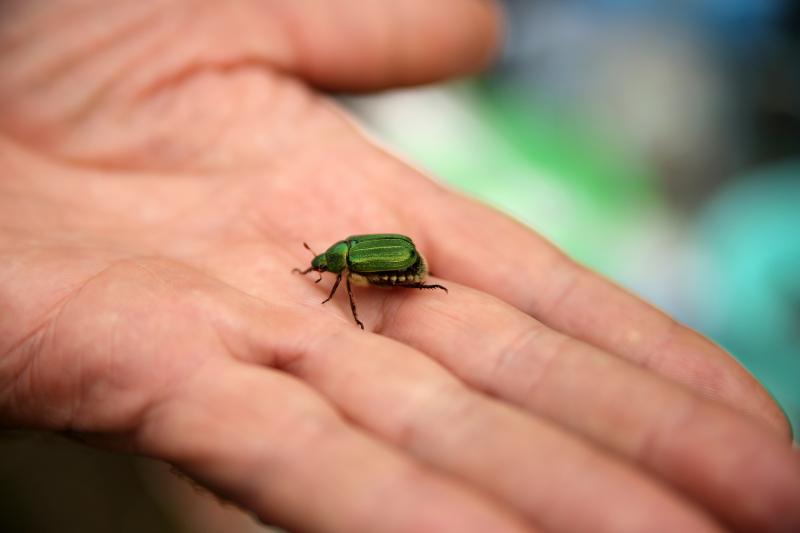 Japanese beetle resting on the palm of a hand.