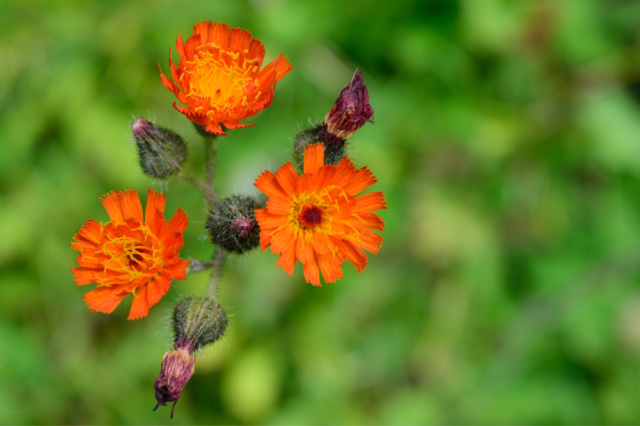 Bright orange noxious weed that looks like flower. 