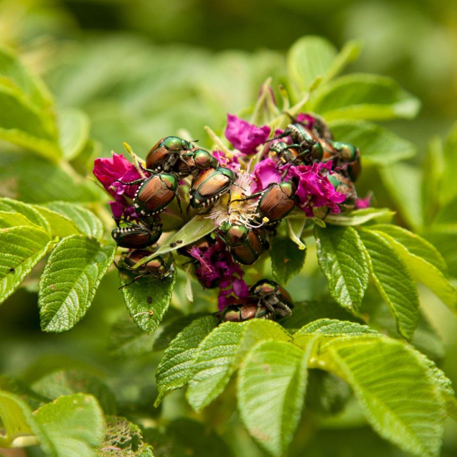 Japanese Beetles devour a flower