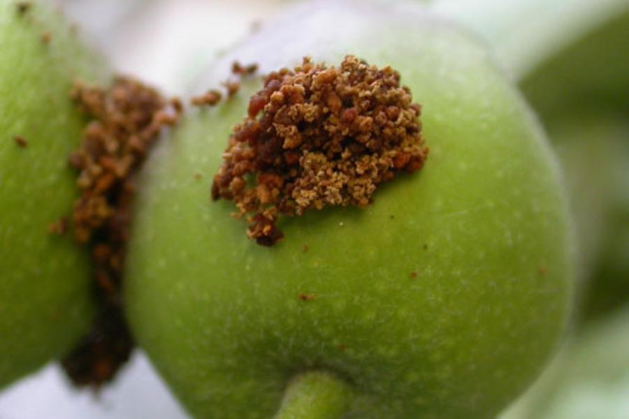 Insect droppings on a green apple. 