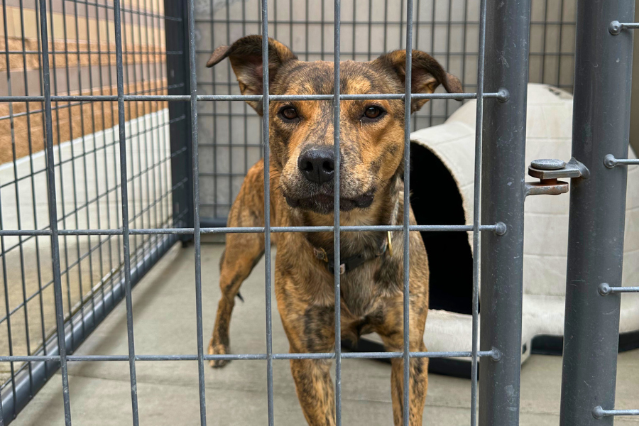 A medium-sized brown dog in a kennel at the Mesa County Animal Services building.